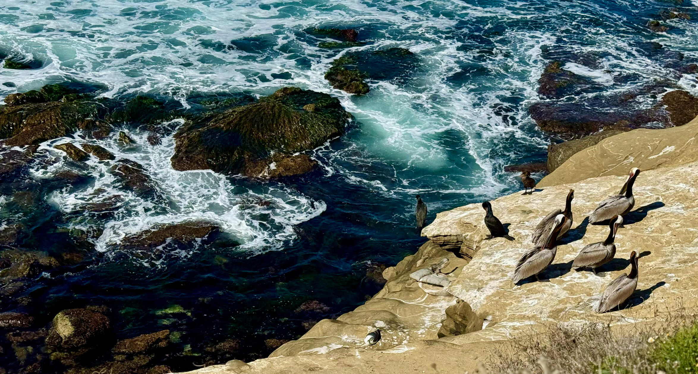 Birds at La Jolla Cove