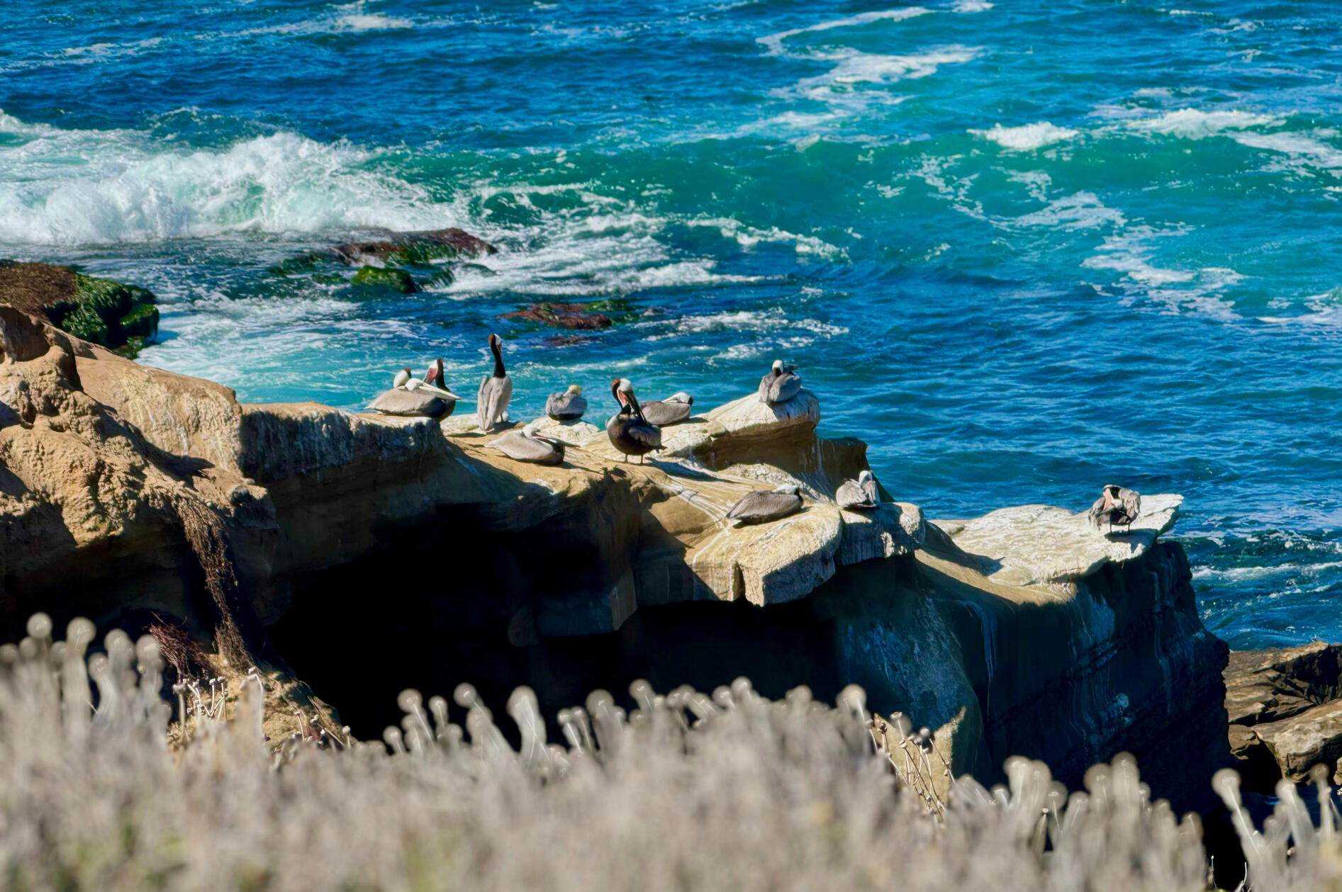 Pelicans
